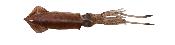 Leurre Souple Calamar Savage Gear Swim Squid 180 - Brown UV