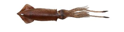 Leurre souple Calamar Savage Gear Swim Squid 250 - Brown UV